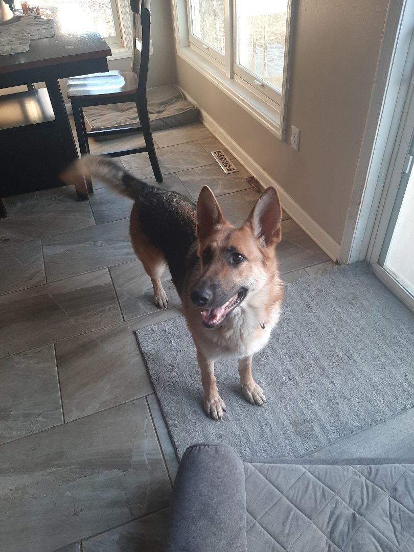 Enlarge Chella, a Adopted German Shepherd Dog in Wilton, NY image 5/5