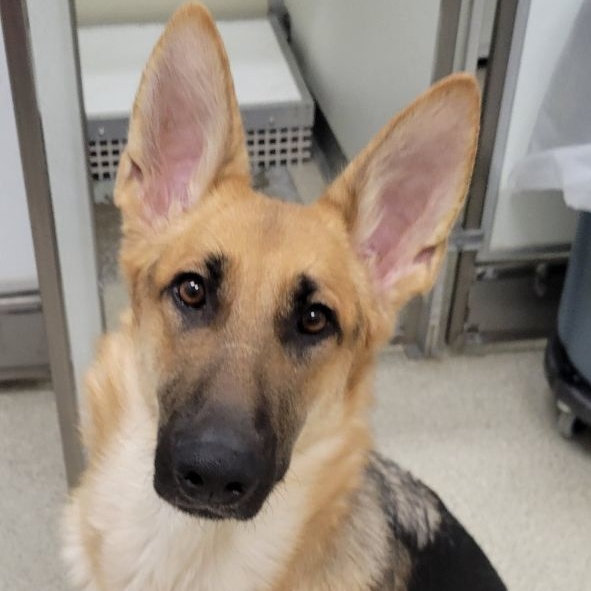 Chella, Adult Female German Shepherd Dog