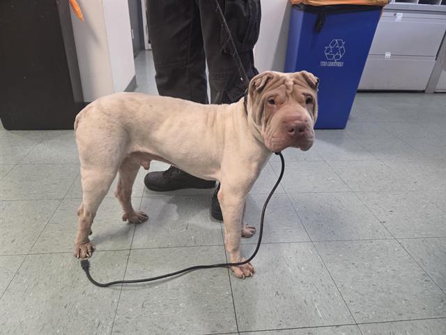 S'MORES, Adoptable, Young Male Shar-Pei.