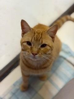 Cupid, a Adopted mixed breed in Sherwood, AR image 2/2