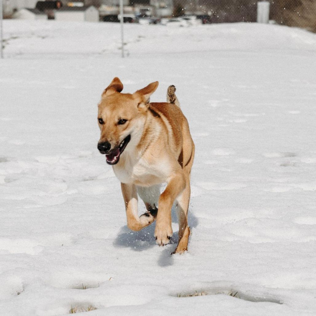 Lisha, a Adoptable Mixed Breed in Jeffersonville, IN image 1/6