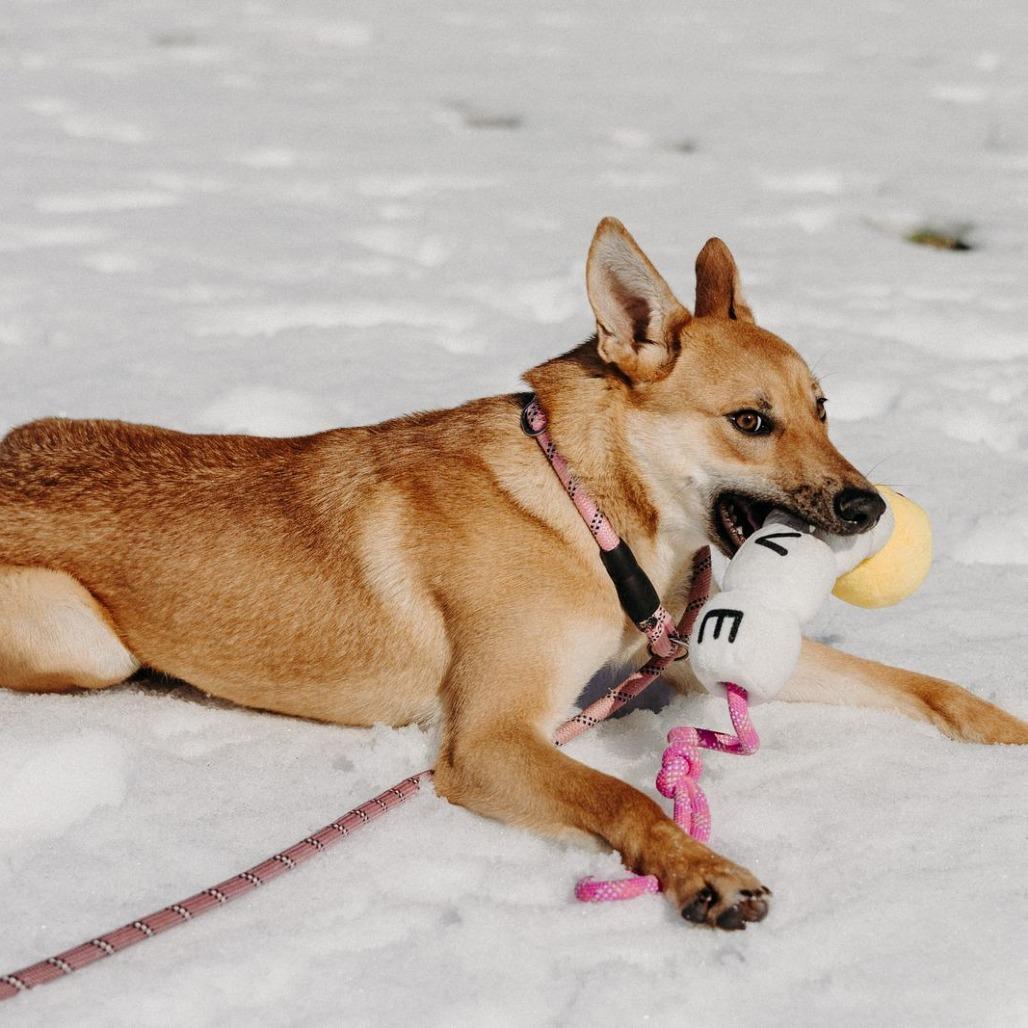 Lisha, a Adoptable Mixed Breed in Jeffersonville, IN image 2/6