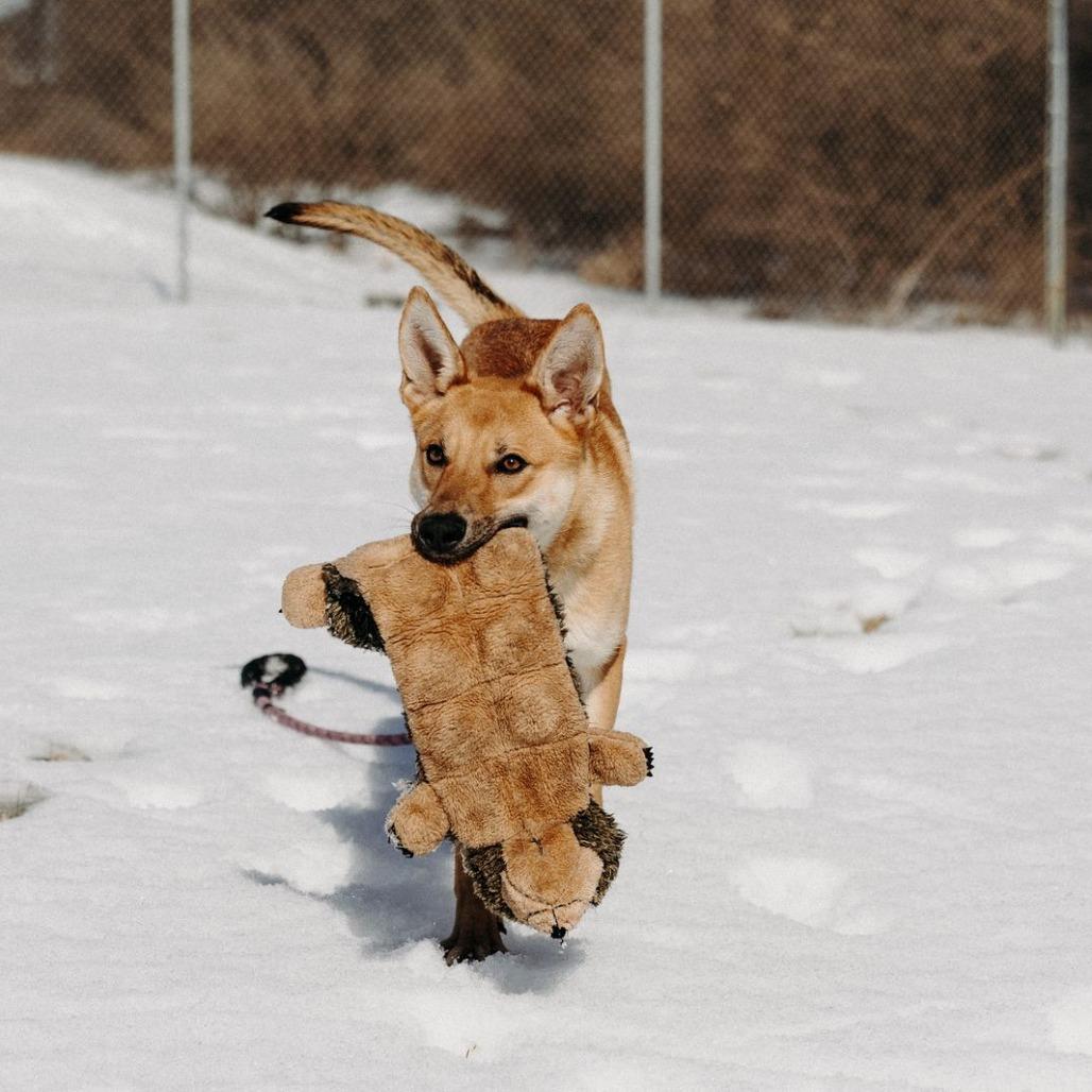 Lisha, a Adoptable Mixed Breed in Jeffersonville, IN image 3/6
