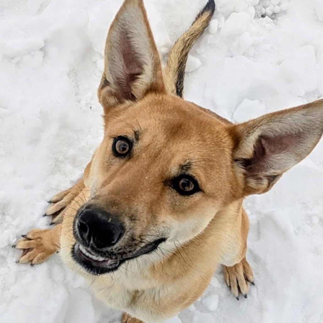 Lisha, a Adoptable Mixed Breed in Jeffersonville, IN image 5/6