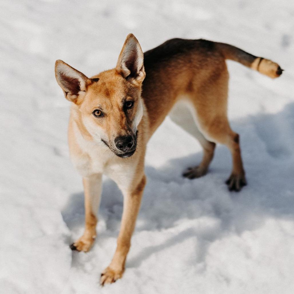 Lisha, a Adoptable Mixed Breed in Jeffersonville, IN image 6/6
