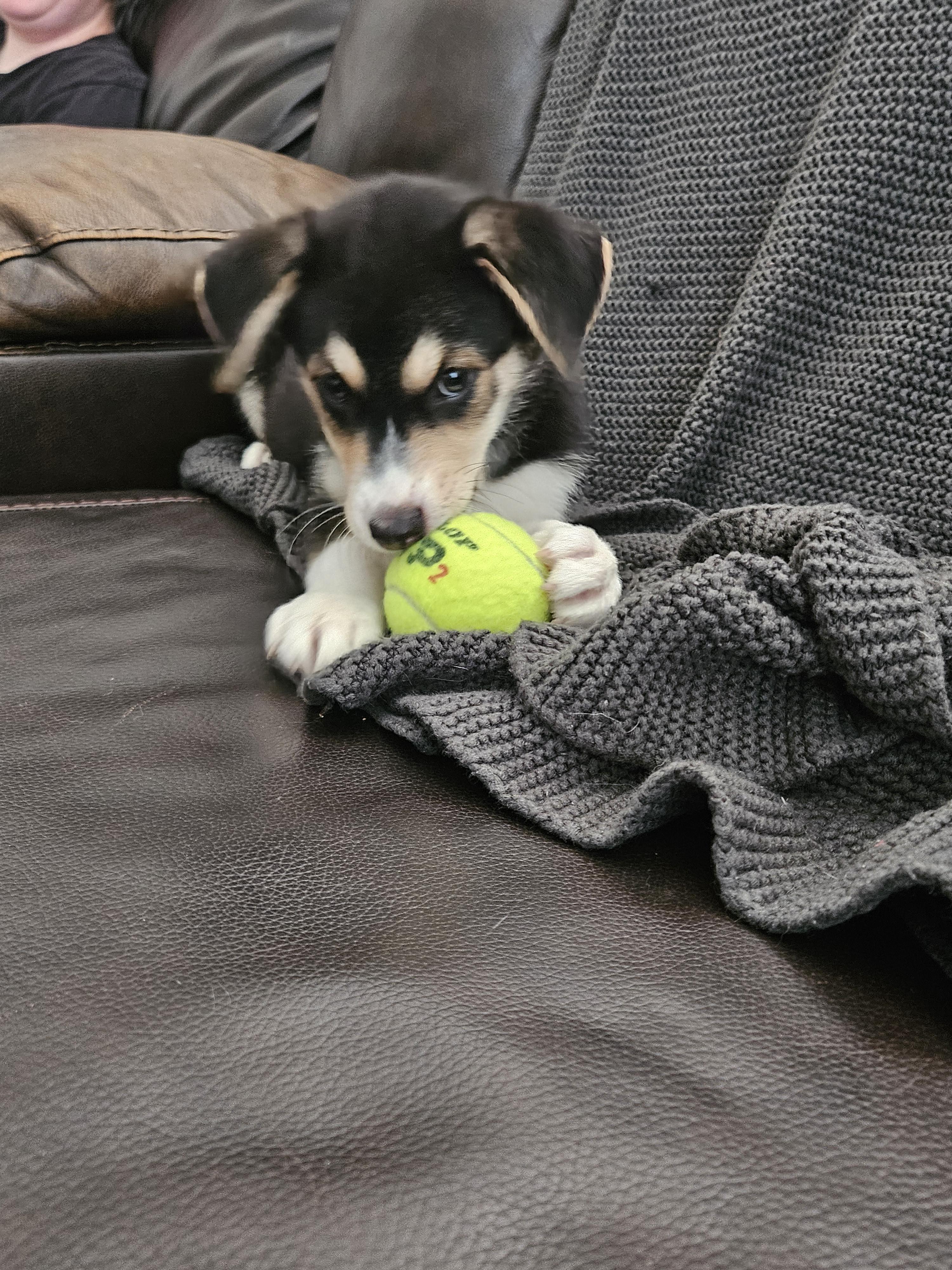 Owen