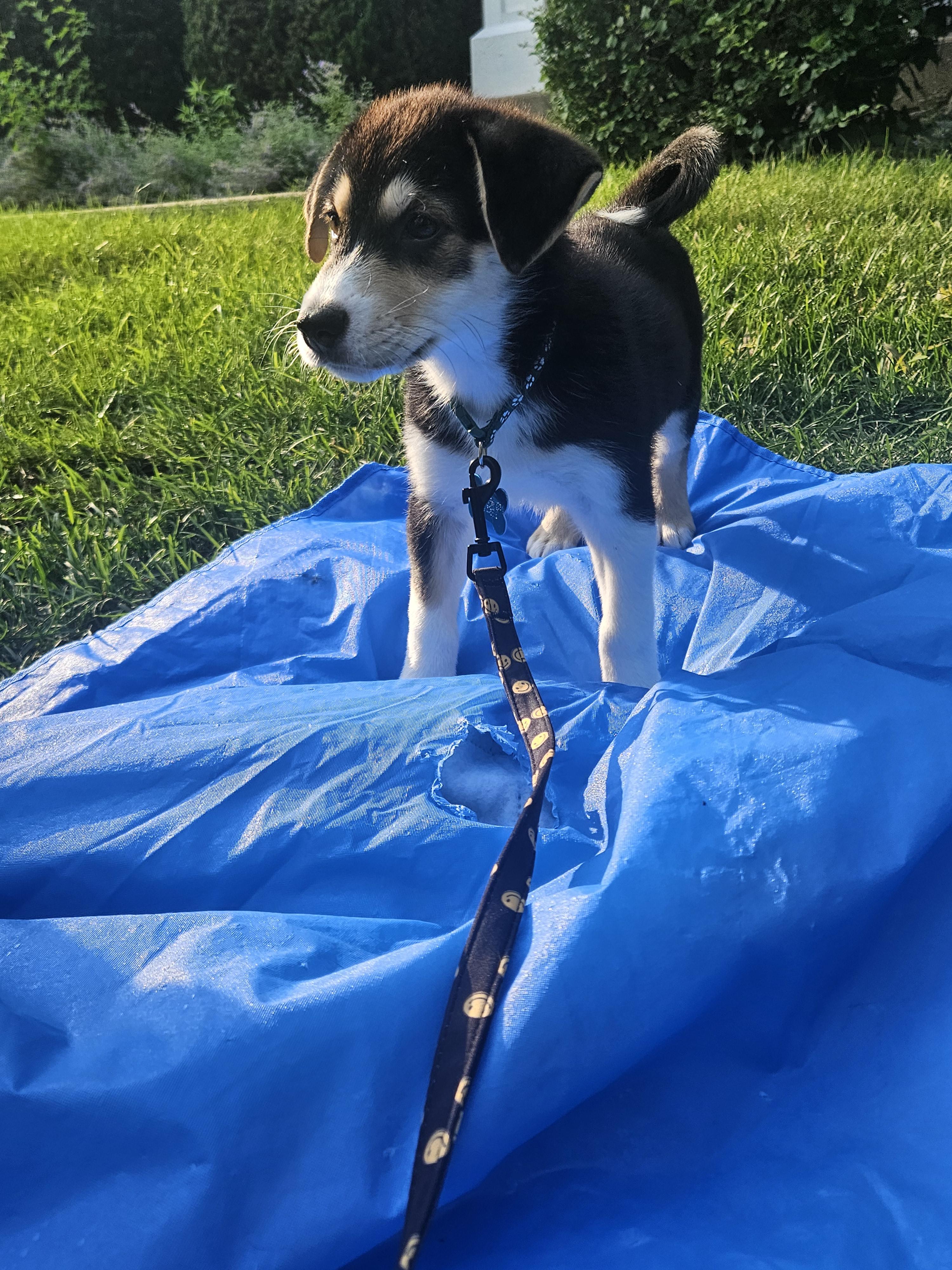 Owen