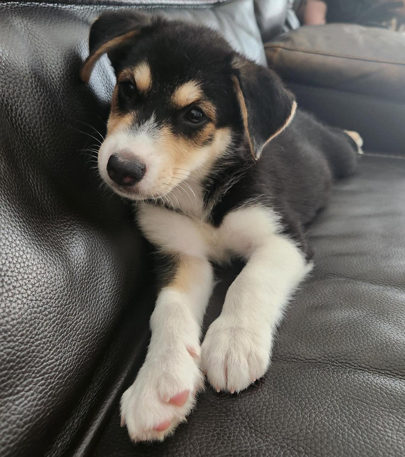 Owen