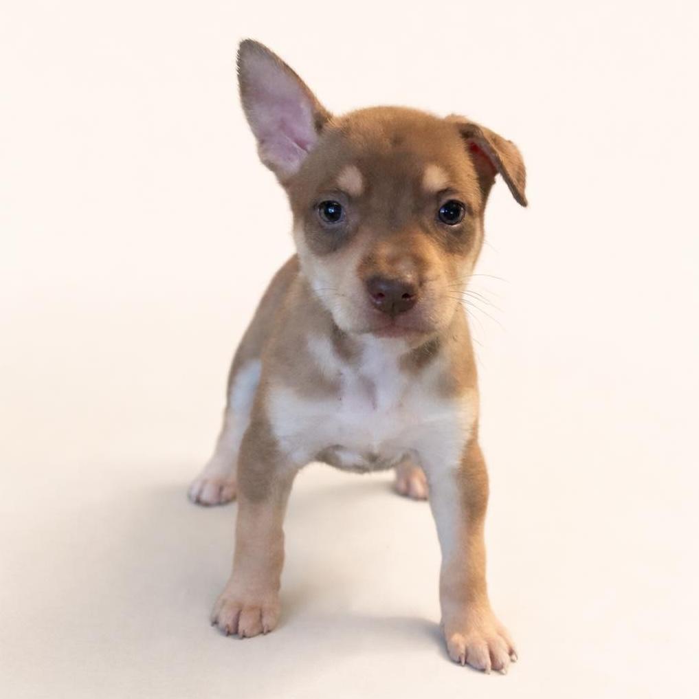 Enlarge Goldie, a Adoptable mixed breed in Austin, TX image 1/1