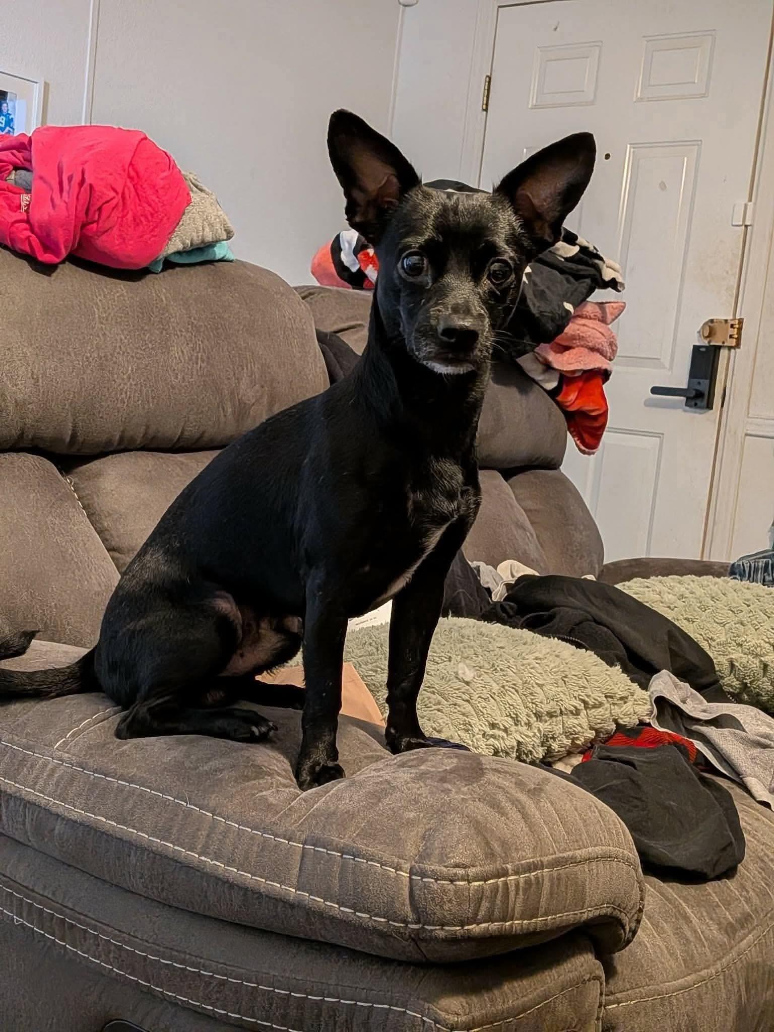 Romeo, ADOPTABLE, Adult Male Chihuahua.