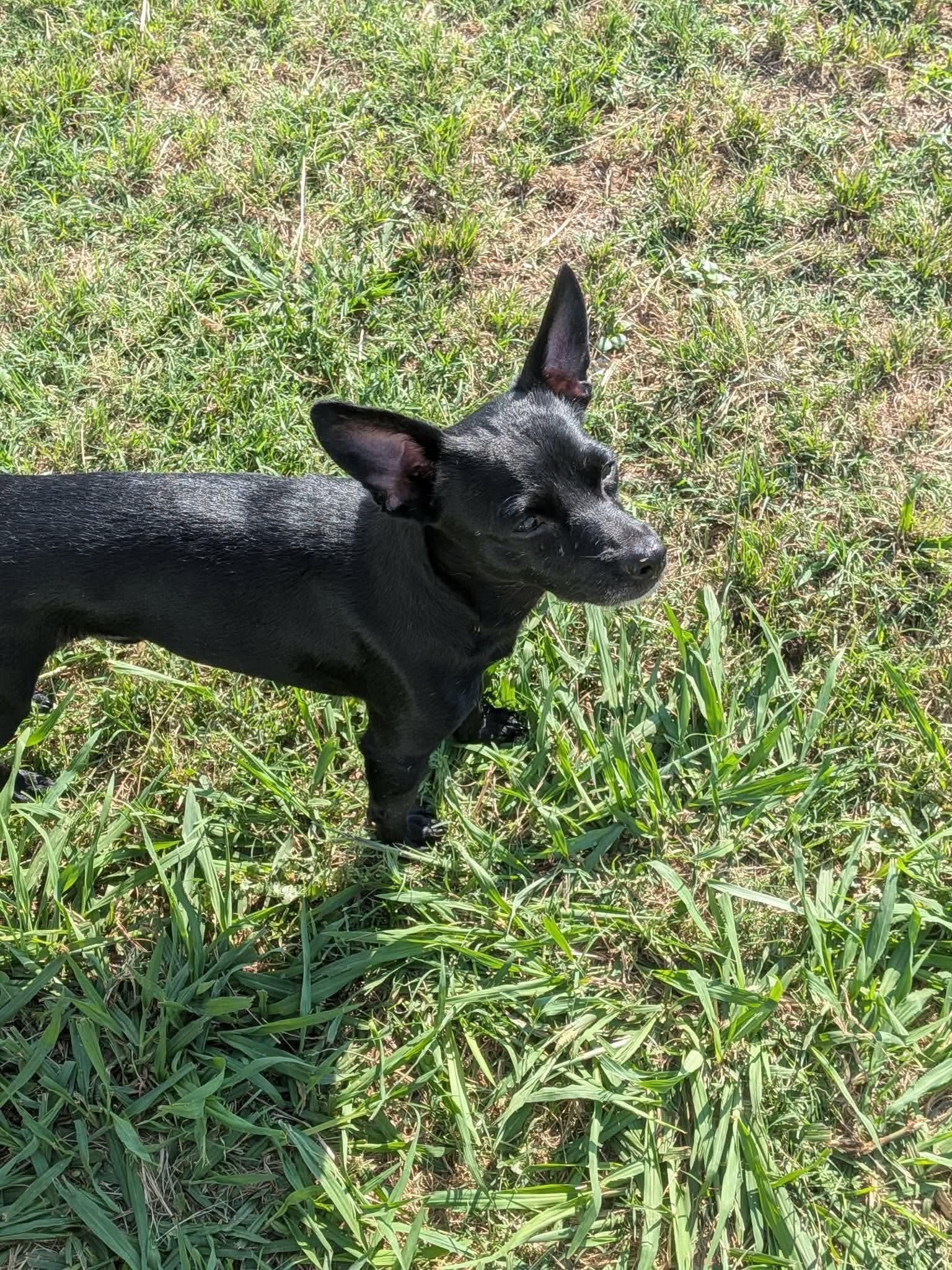 Enlarge Romeo, a ADOPTABLE mixed breed in Wichita Falls, TX image 2/2
