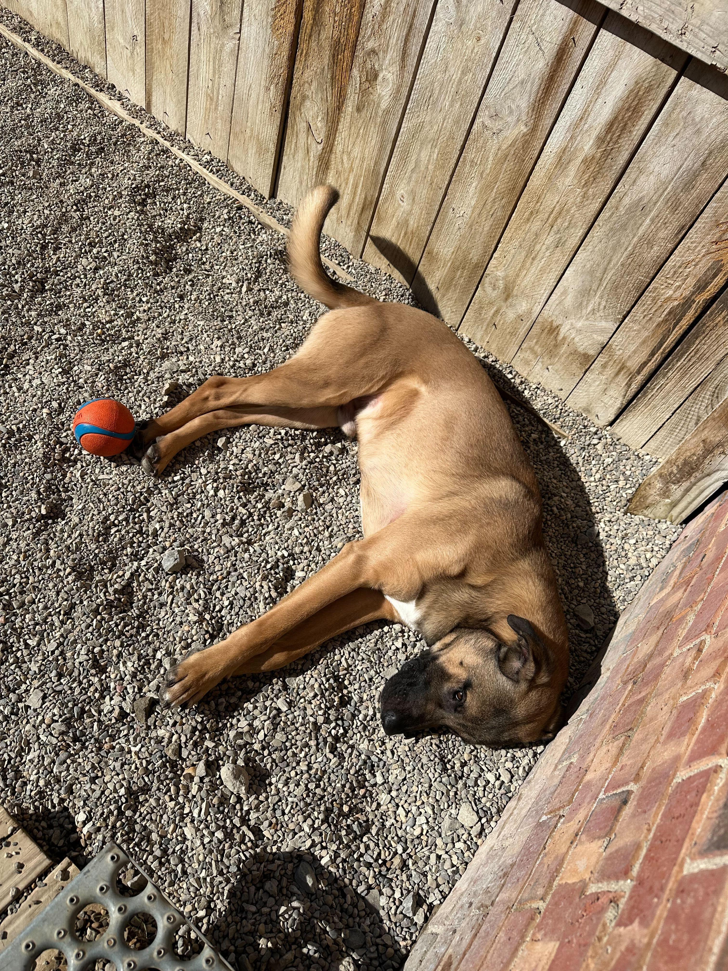 Enlarge Kenobi, a ADOPTABLE mixed breed in Indianapolis, IN image 3/3