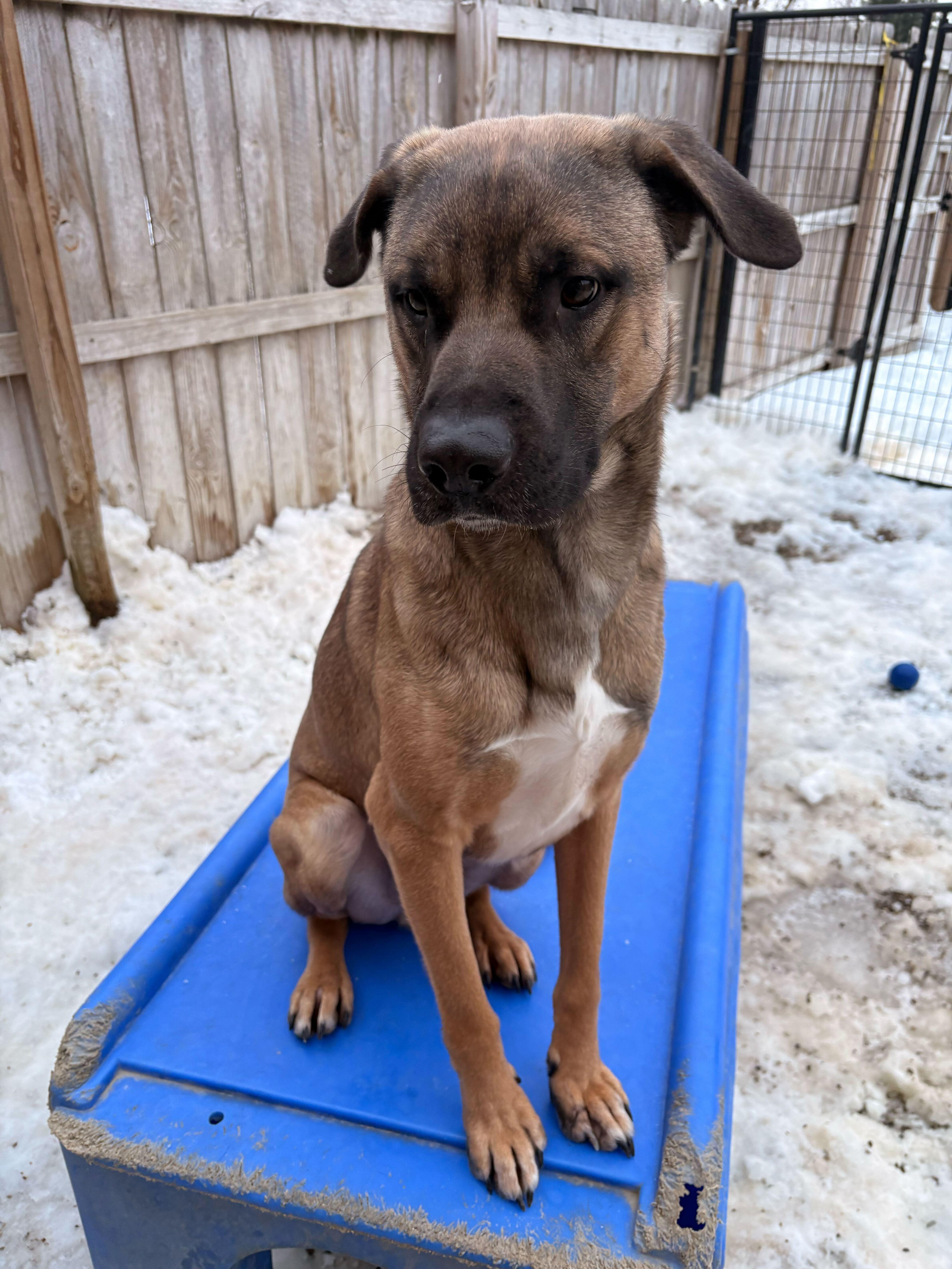 Enlarge Kenobi, a ADOPTABLE mixed breed in Indianapolis, IN image 2/3