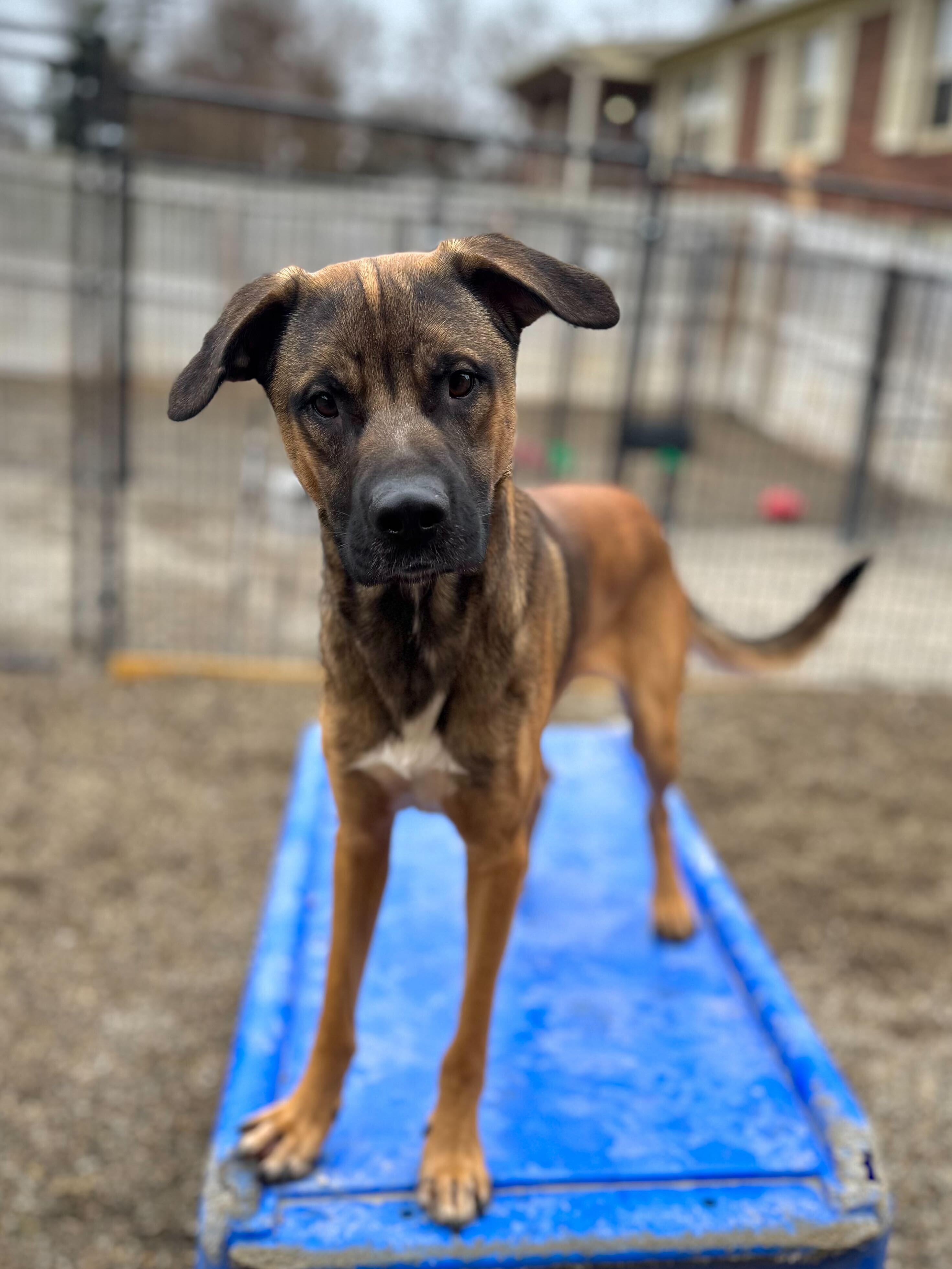 Kenobi, ADOPTABLE, Young Male German Shepherd Dog.