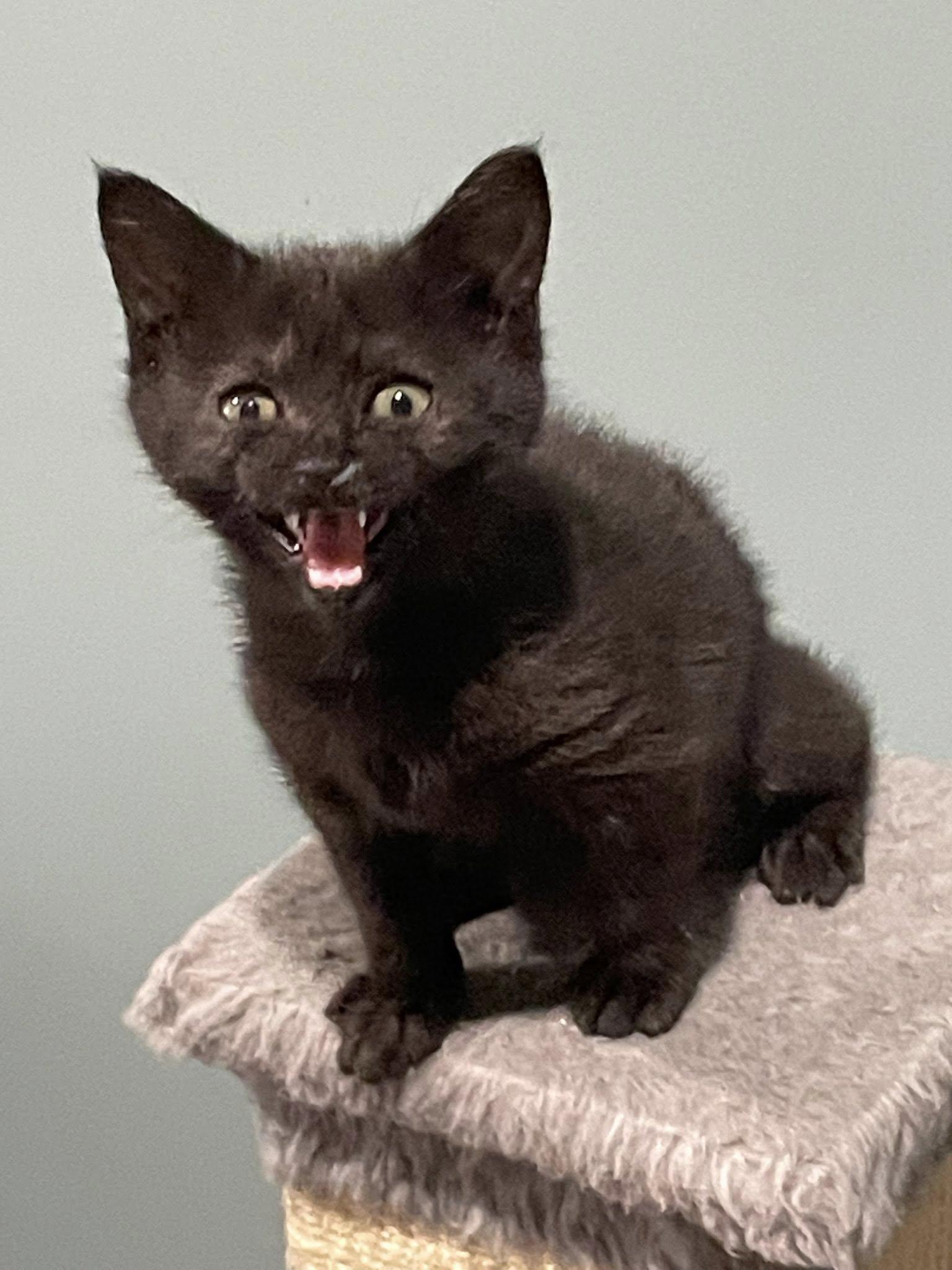 Natchik, ADOPTABLE, Kitten Female Domestic Short Hair.