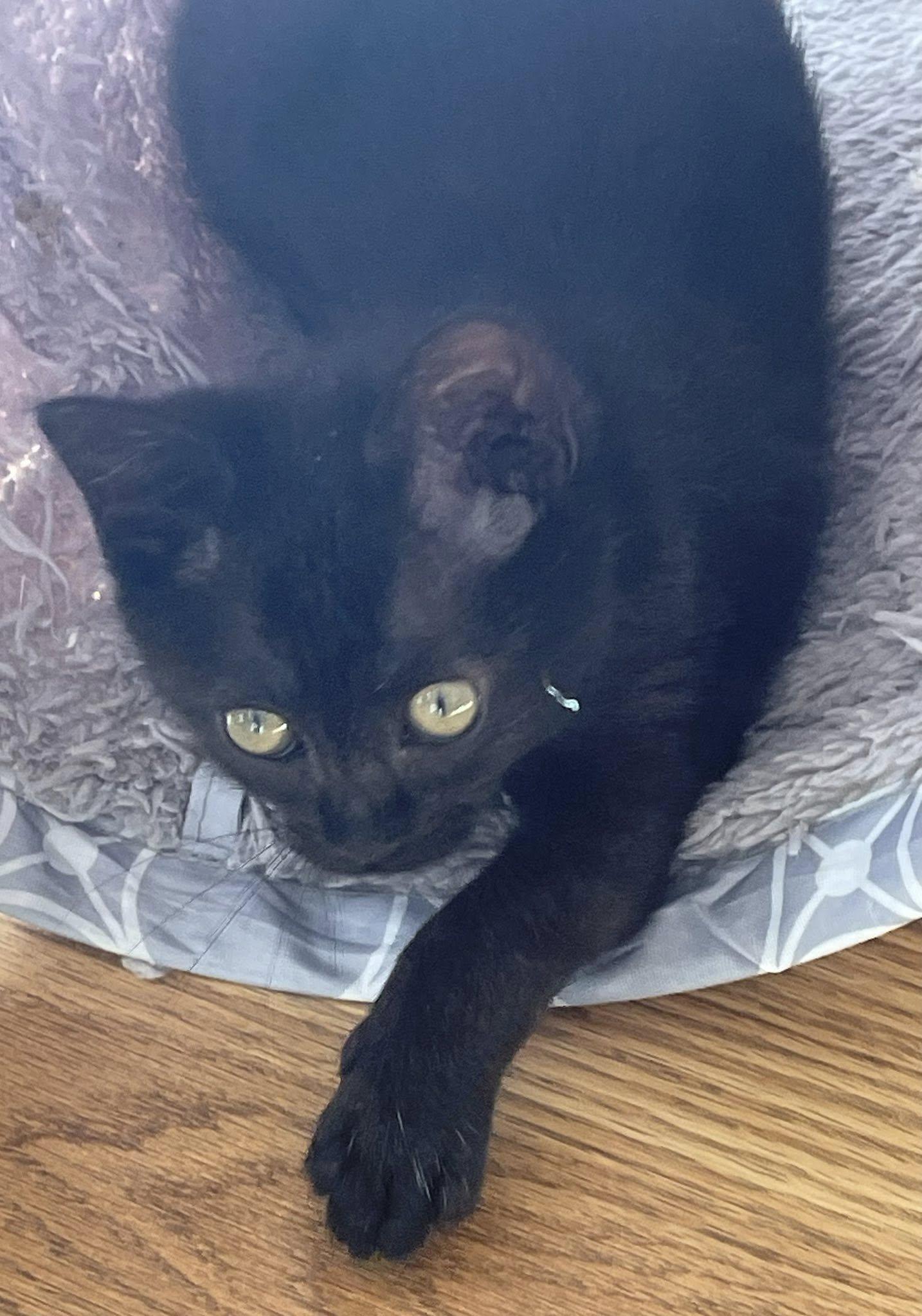 Enlarge Natchik, a ADOPTABLE Domestic Short Hair in Concord, NC image 2/5