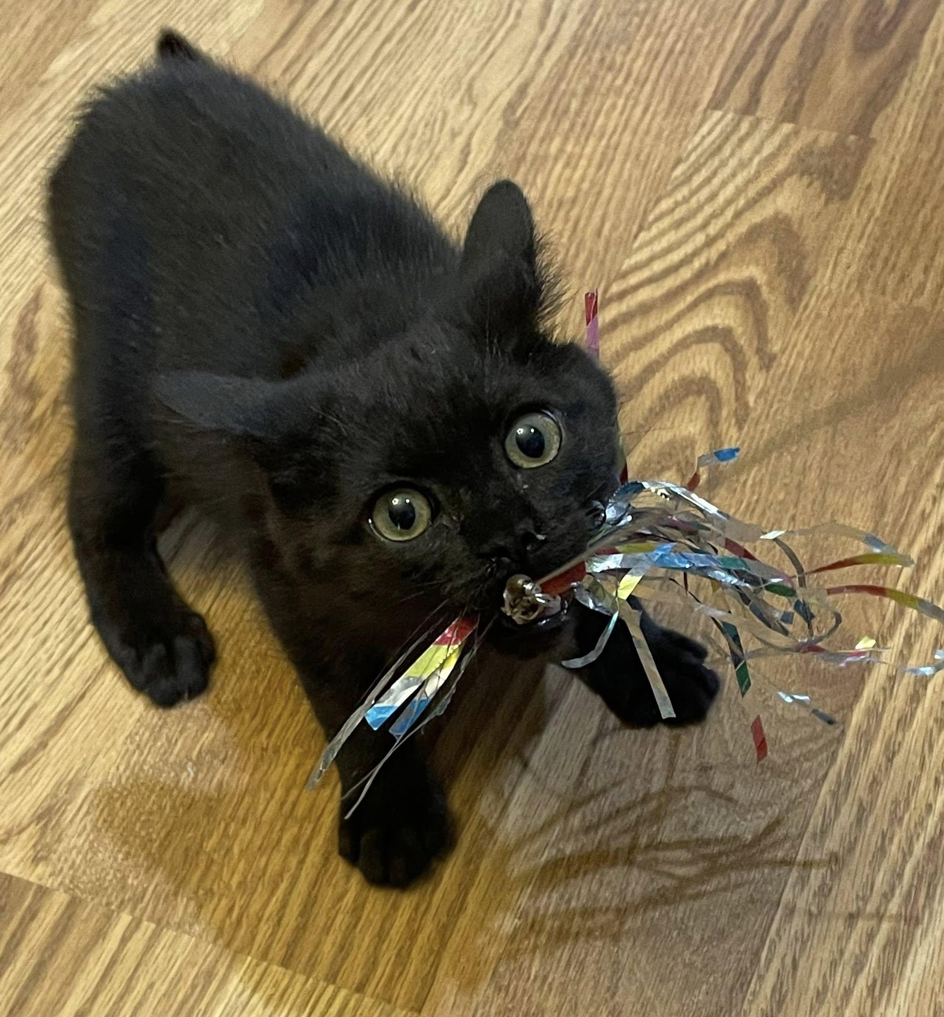 Enlarge Natchik, a ADOPTABLE Domestic Short Hair in Concord, NC image 3/5