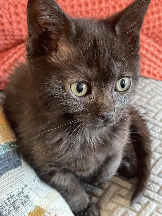 Enlarge Natchik, a ADOPTABLE Domestic Short Hair in Concord, NC image 4/5