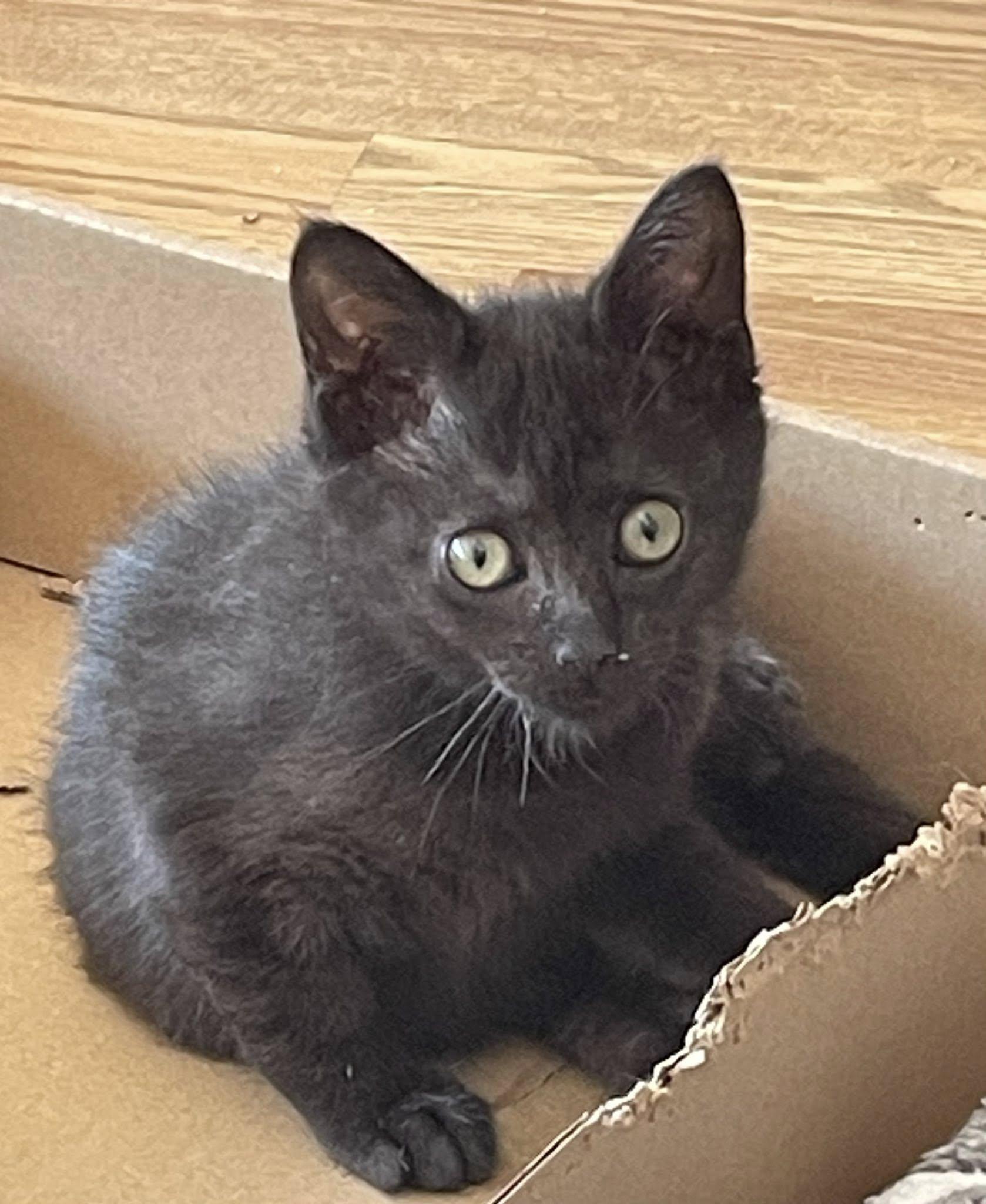 Enlarge Natchik, a ADOPTABLE Domestic Short Hair in Concord, NC image 5/5