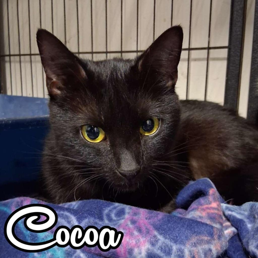 Cocoa, Adoptable, Young Female Domestic Short Hair.