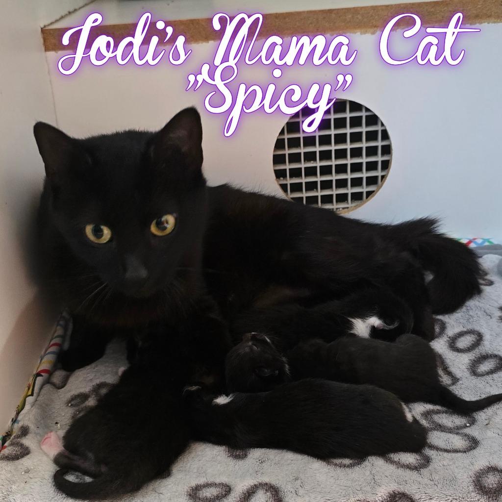 Cocoa, Adoptable, Young Female Domestic Short Hair.