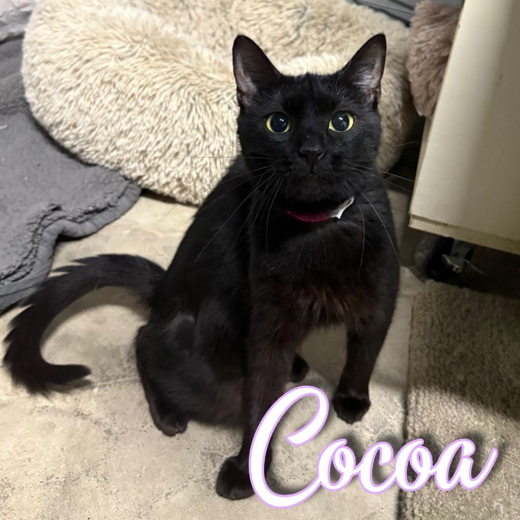 Cocoa, a Adoptable Domestic Short Hair in Hillsboro, OH image 2/2