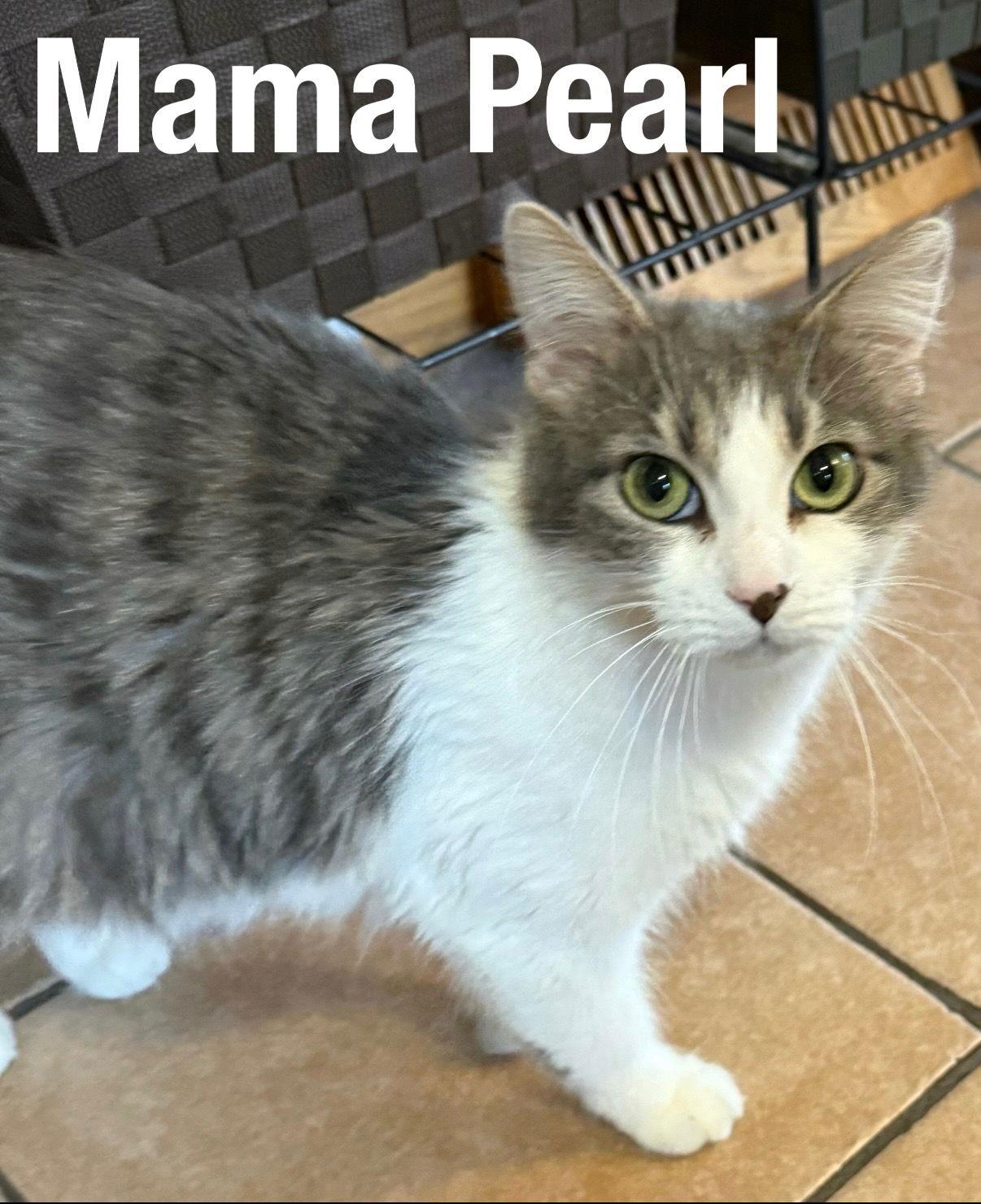 Enlarge Mama Pearl, a Adoptable Domestic Medium Hair in Duluth, MN image 1/1