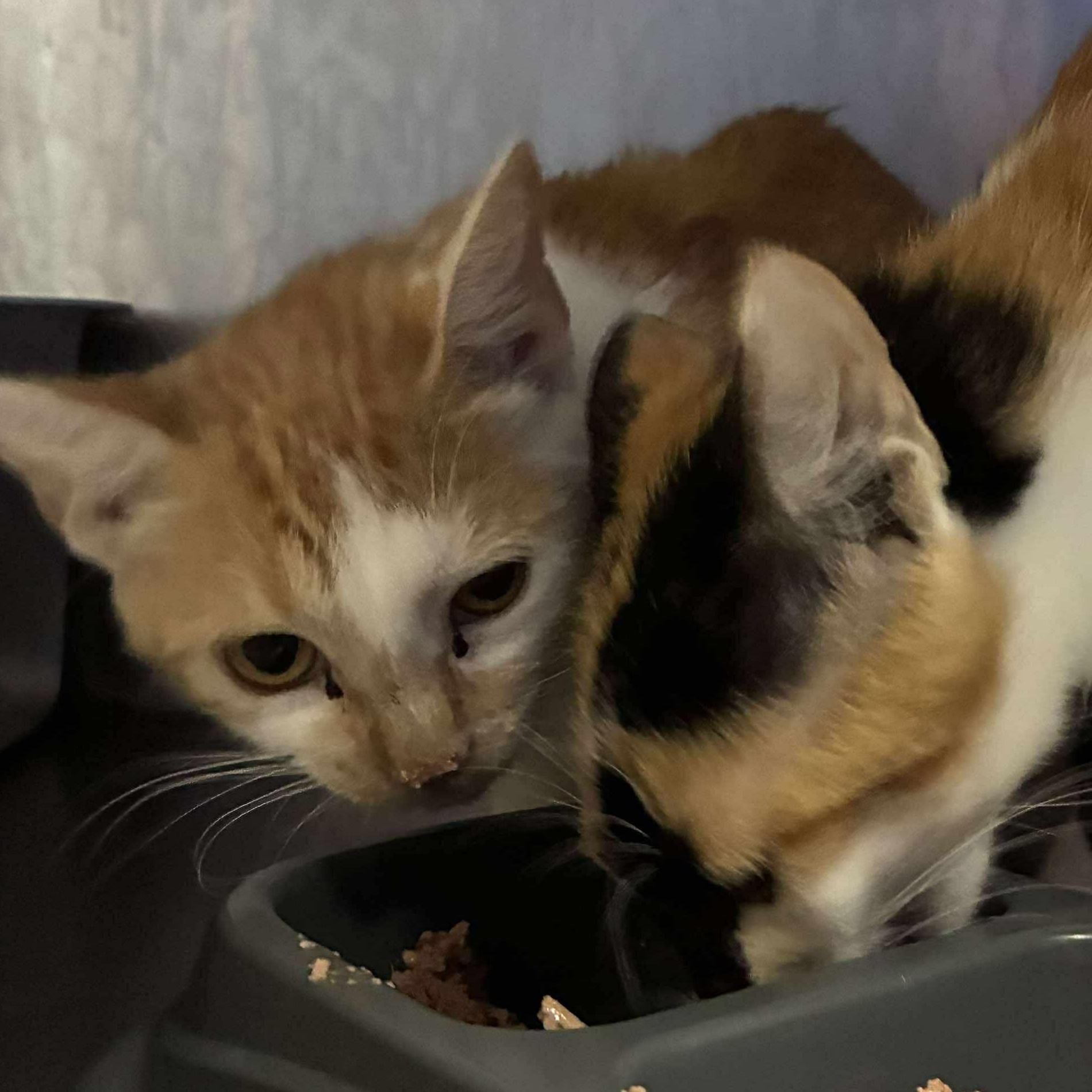 September, a Adoptable mixed breed in Petersburg, IL image 4/4