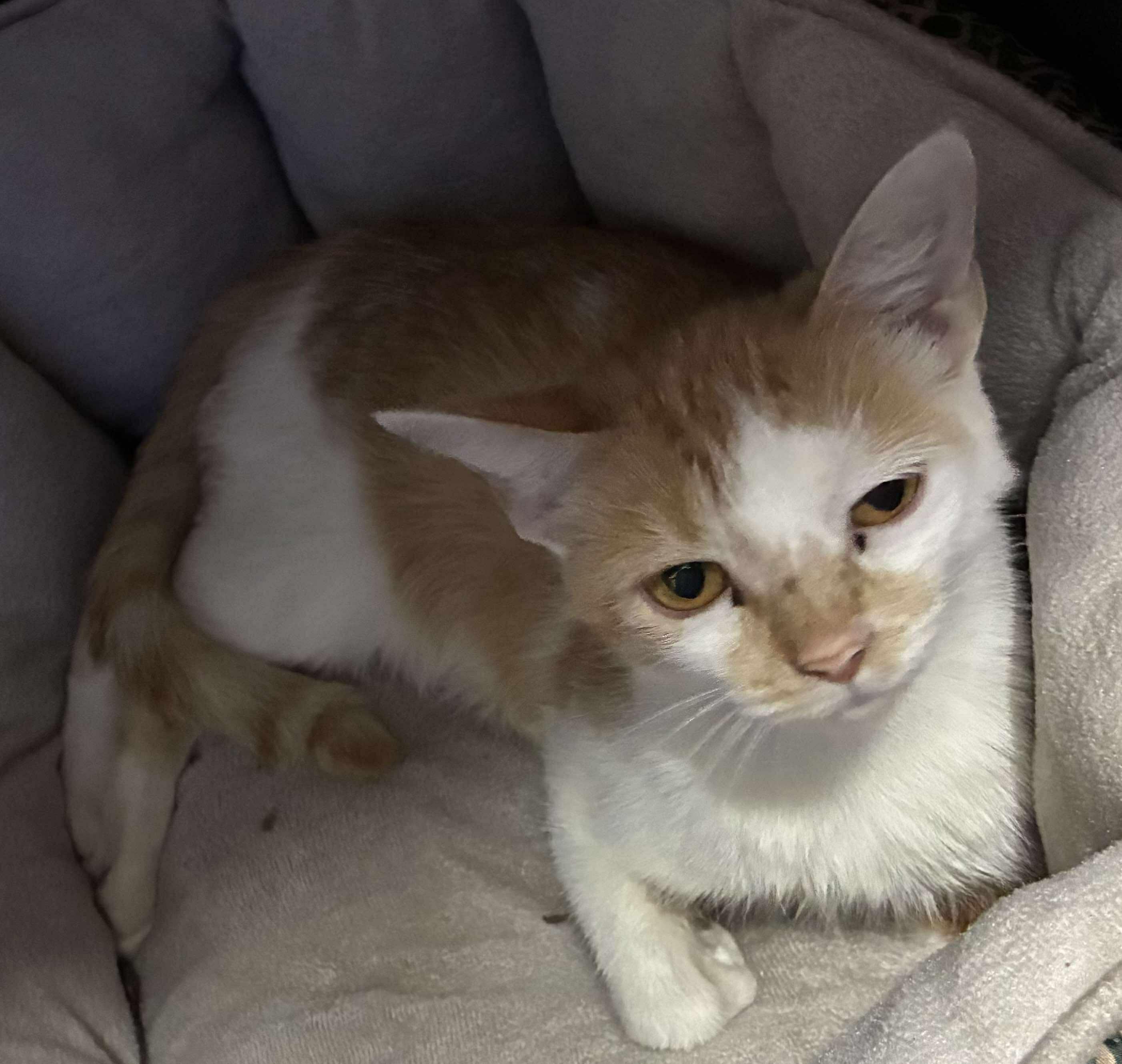 September, a Adoptable mixed breed in Petersburg, IL image 2/4