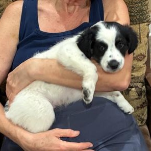 Enlarge Bella, an adopted mixed breed in Royse City, TX image 4/5