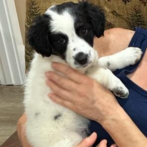 Enlarge Bella, an adopted mixed breed in Royse City, TX image 2/5