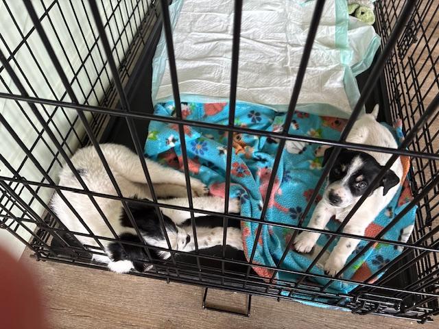 Enlarge Bella, an adopted mixed breed in Royse City, TX image 5/5