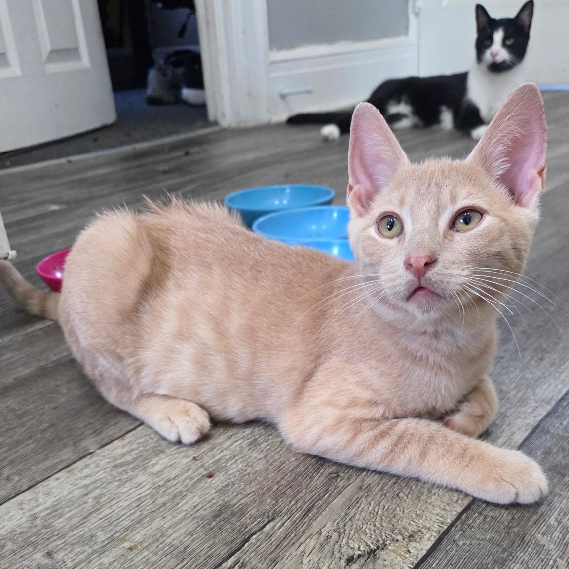 Jax, Adoptable, Kitten Male Domestic Short Hair.