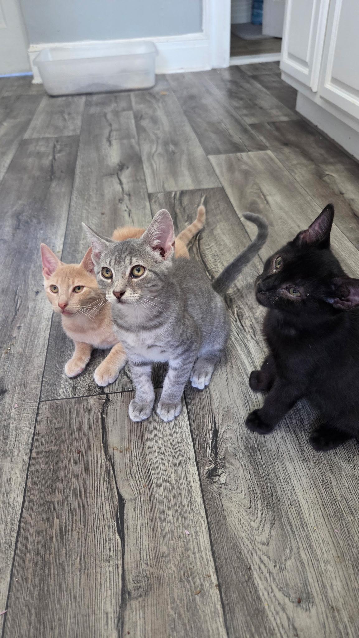 Enlarge Jax, a Adoptable Domestic Short Hair in Wanaque, NJ image 2/2