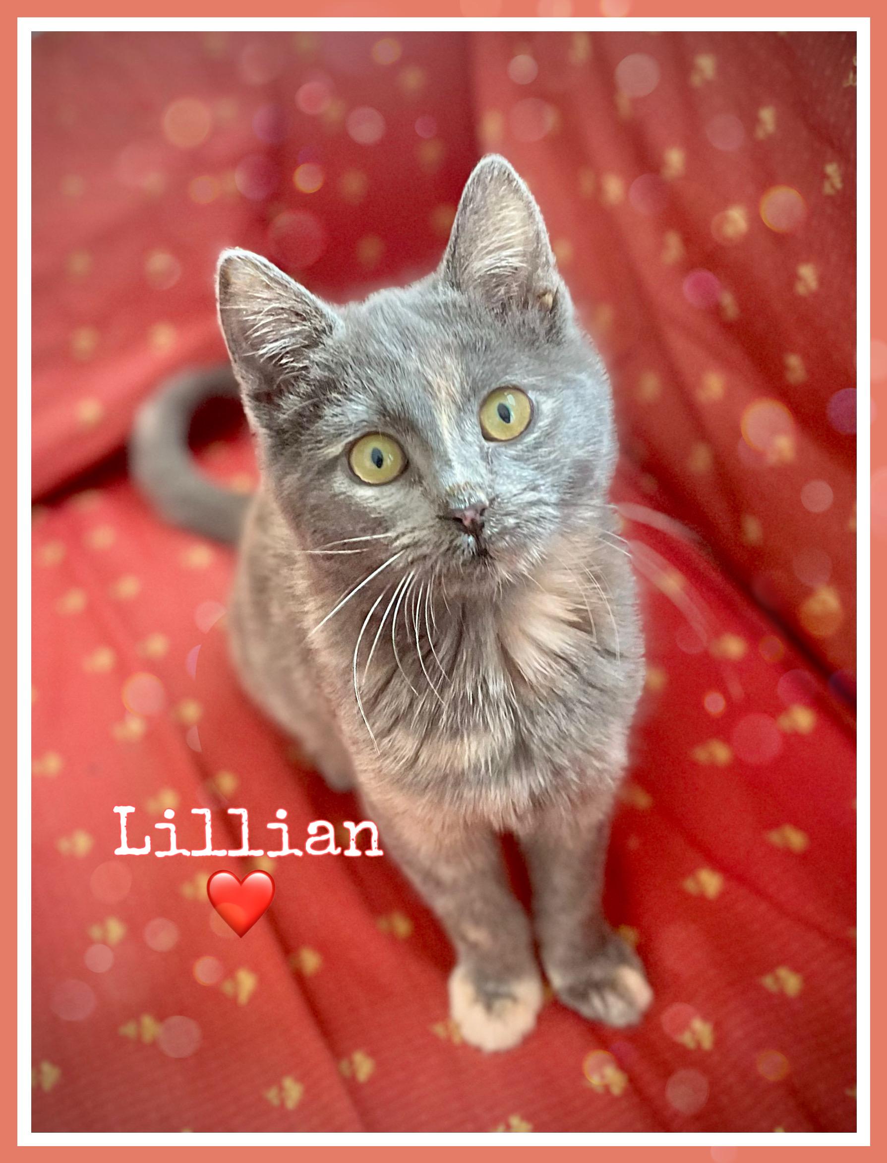 Enlarge Lillian, an adopted Domestic Short Hair in Dansville, NY image 1/1