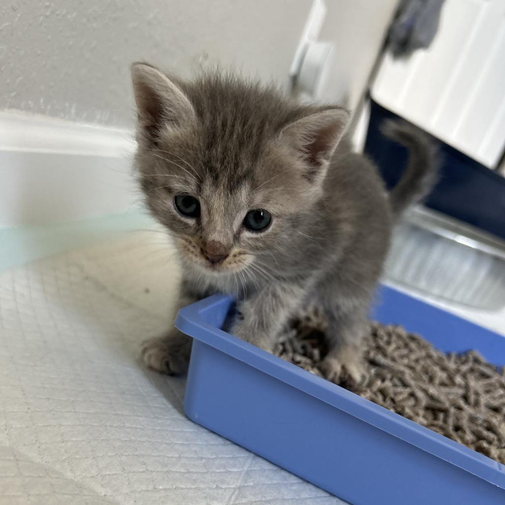 Enlarge Edna(Kitten 4), a Adoptable Domestic Short Hair in Evensville, TN image 1/2