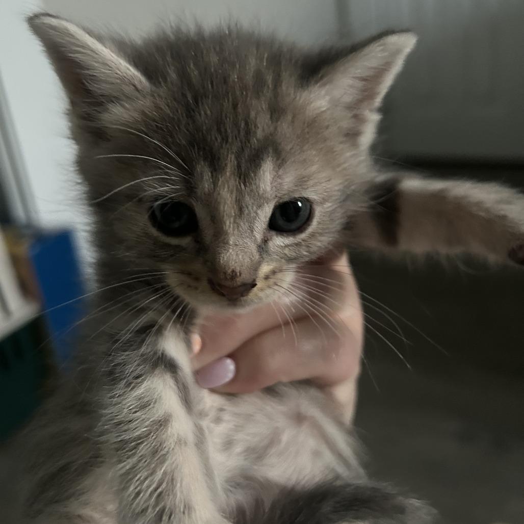 Enlarge Edna(Kitten 4), a Adoptable Domestic Short Hair in Evensville, TN image 2/2
