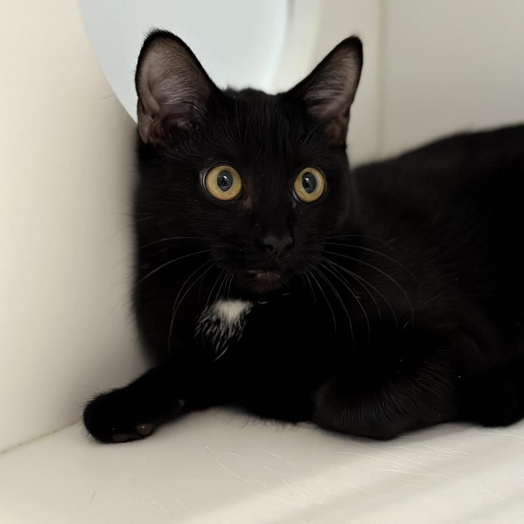 Enlarge Sabbath, a Adoptable Domestic Short Hair in Port Angeles, WA image 1/1