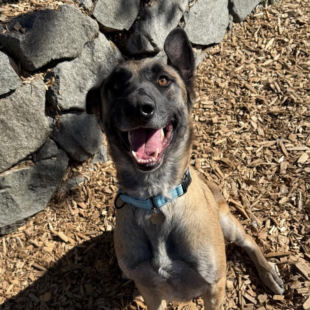 Jackie, Adoptable, Adult Male Belgian Shepherd / Malinois & Mixed Breed.