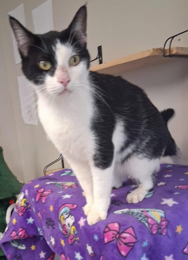 Bean, Adopted, Young Male Domestic Short Hair.