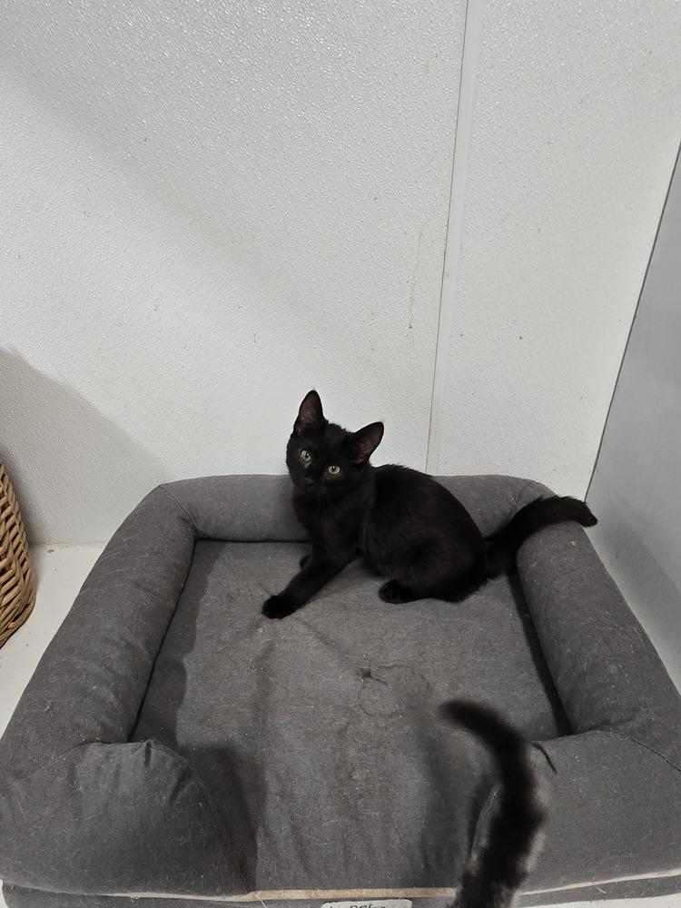 Enlarge Ravella, a Adoptable Domestic Short Hair in Pittstown, NJ image 2/3