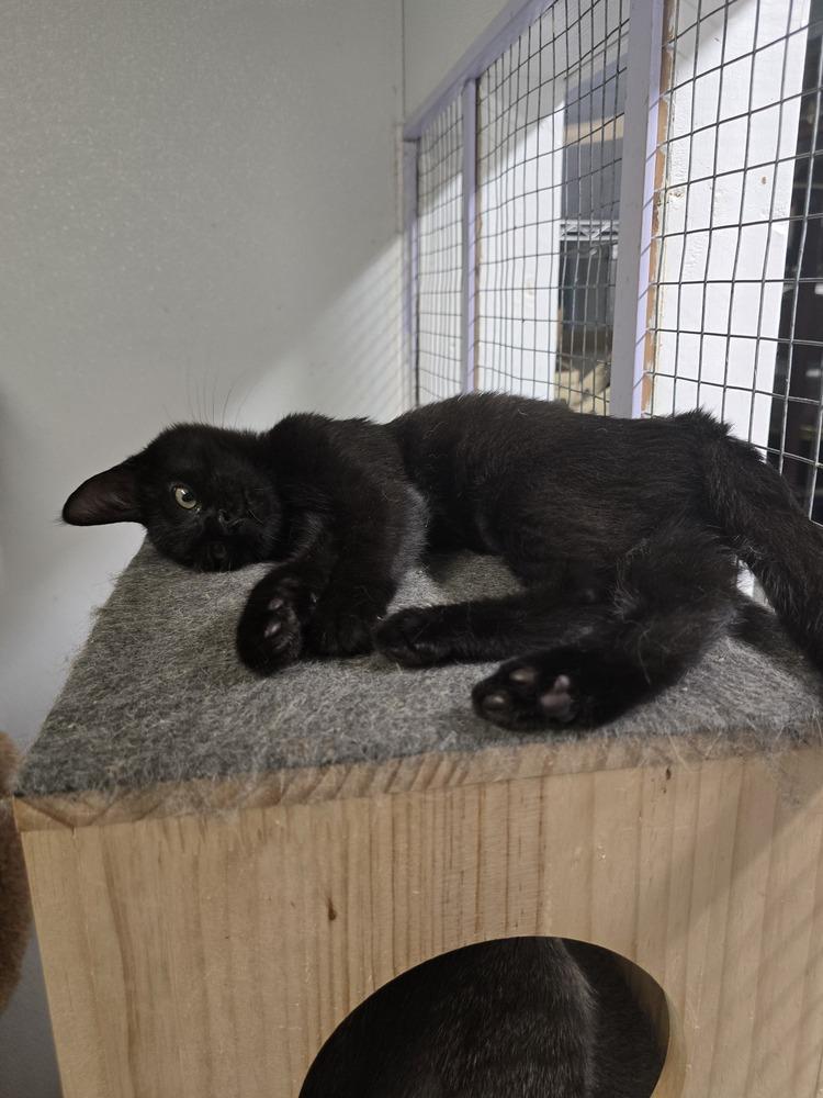 Enlarge Ravella, a Adoptable Domestic Short Hair in Pittstown, NJ image 3/3