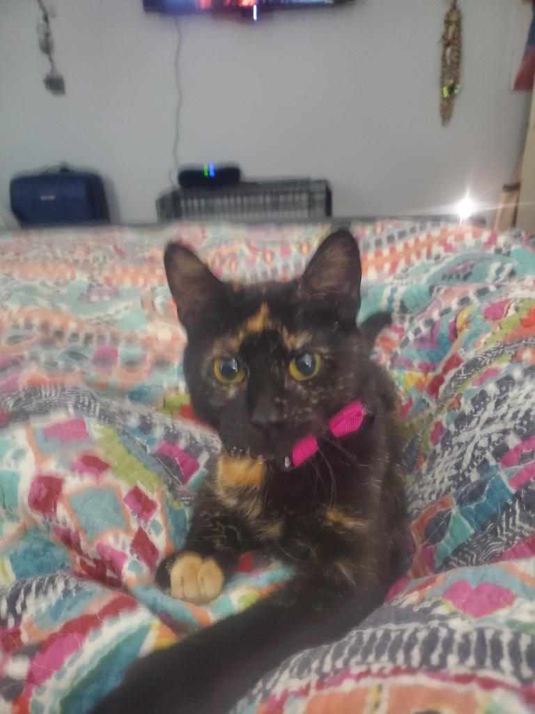 Enlarge Xena, a Adoptable Domestic Short Hair in Tulsa, OK image 3/6