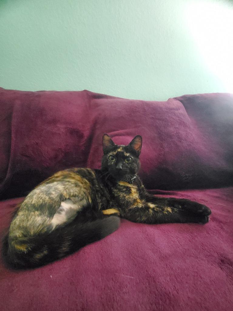 Enlarge Xena, a Adoptable mixed breed in Tulsa, OK image 4/6