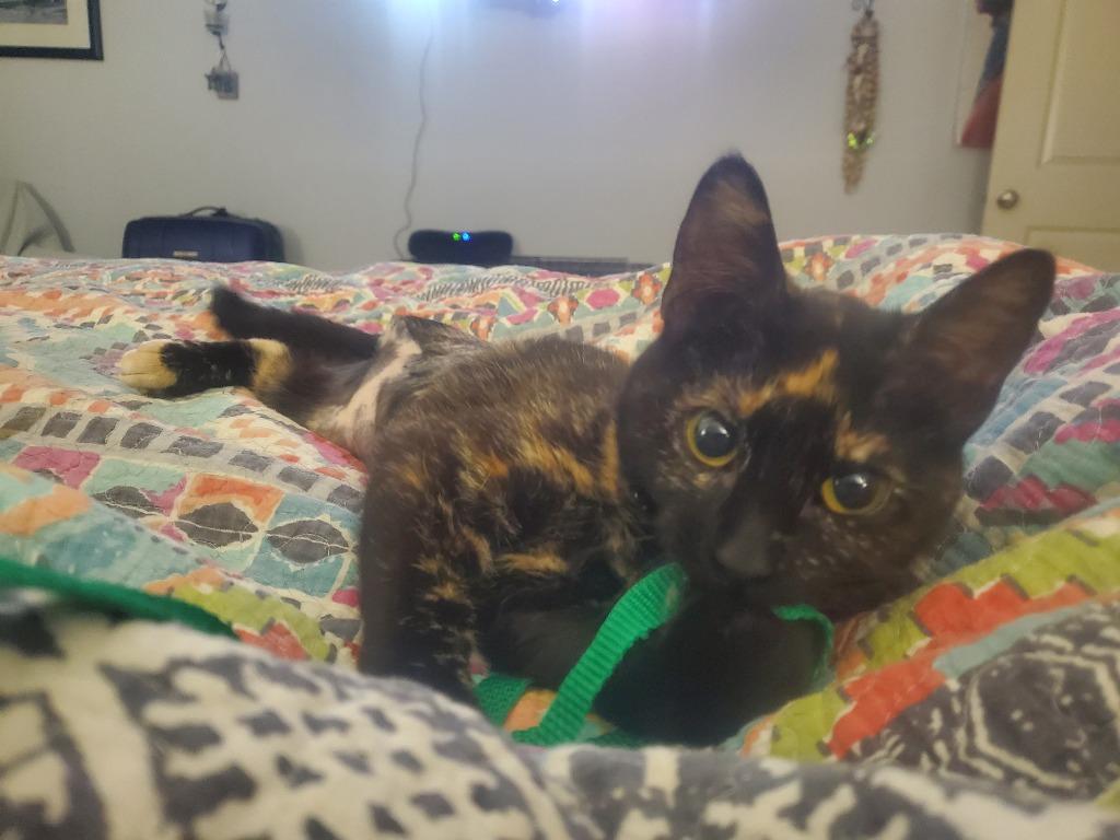 Enlarge Xena, a Adoptable Domestic Short Hair in Tulsa, OK image 4/6