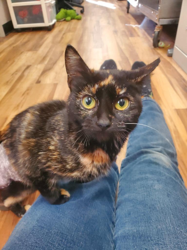 Enlarge Xena, a Adoptable mixed breed in Tulsa, OK image 4/6