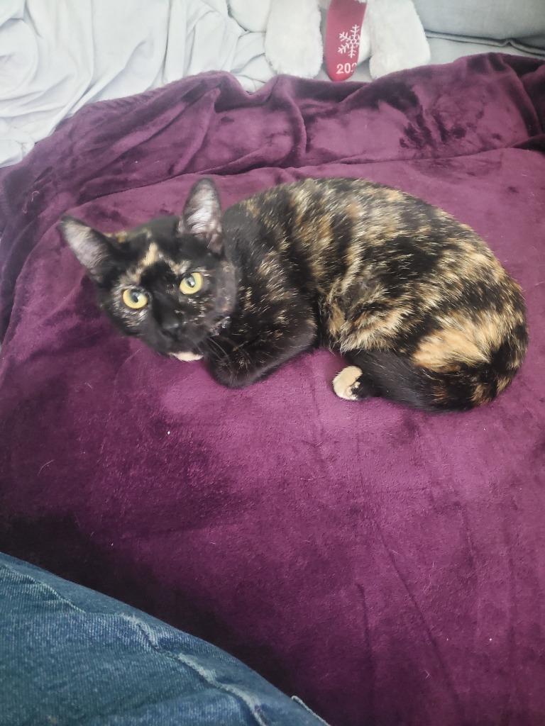 Enlarge Xena, a Adoptable Domestic Short Hair in Tulsa, OK image 5/6