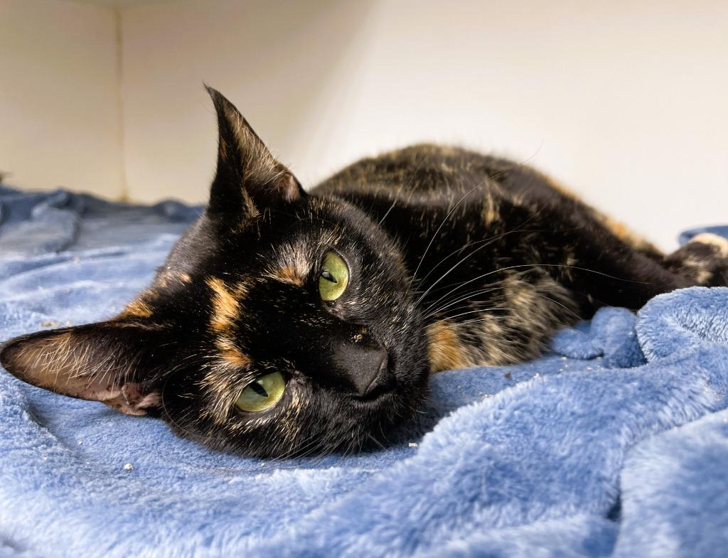 Enlarge Xena, a Adoptable mixed breed in Tulsa, OK image 6/6