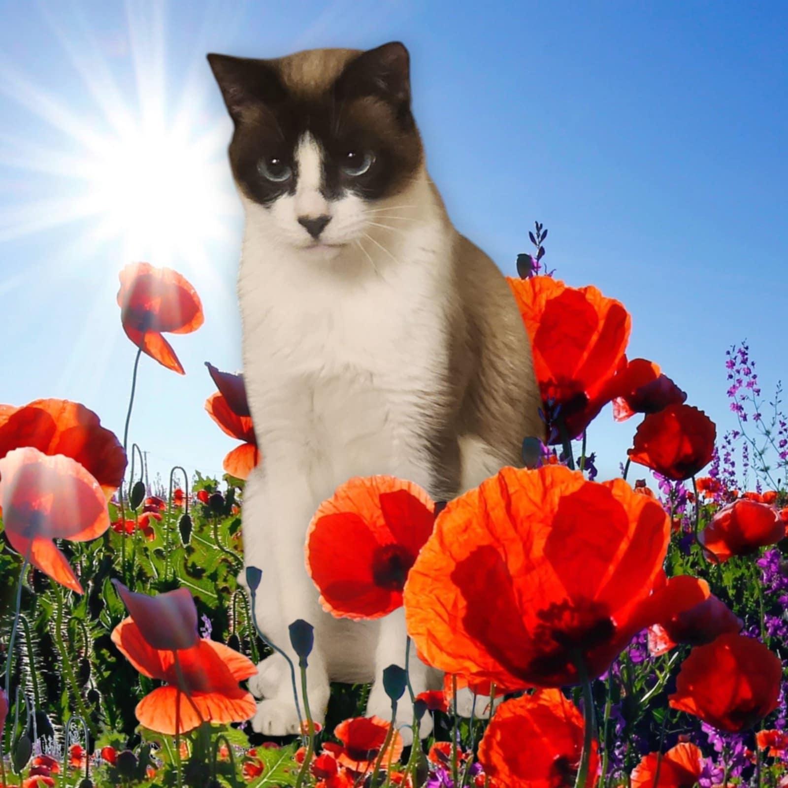 Enlarge Harmony, a Adoptable mixed breed in Brentwood, CA image 1/4