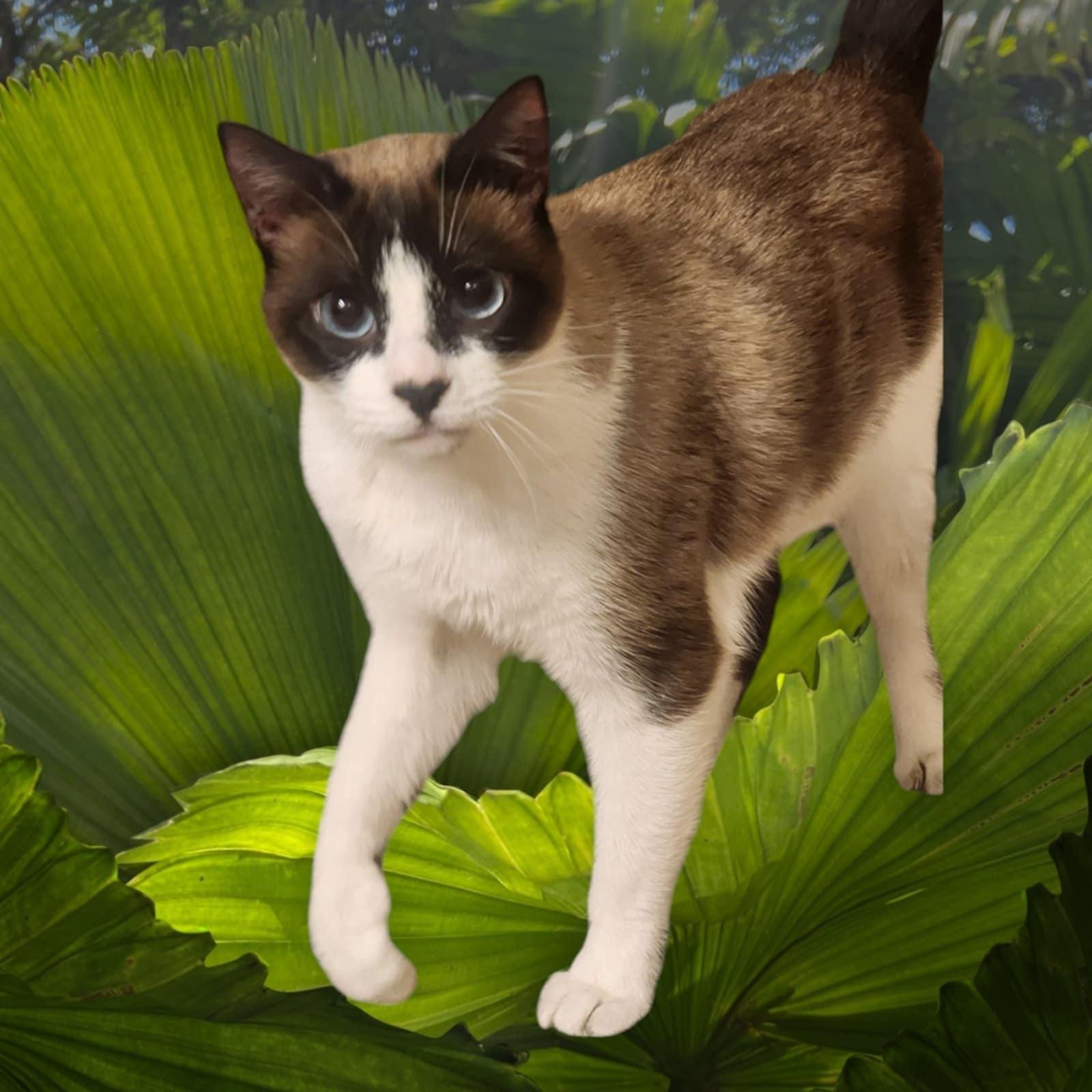 Enlarge Harmony, a Adoptable mixed breed in Brentwood, CA image 2/4